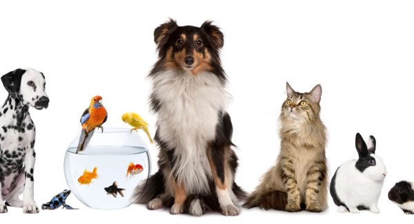 Домашние питомцы