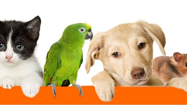 Зоотовары баннер