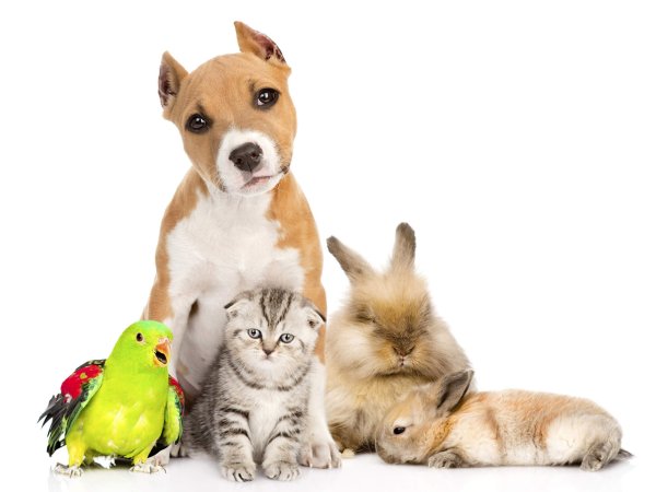 Домашние животные