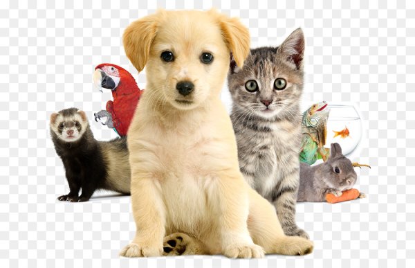 Домашние питомцы на прозрачном фоне