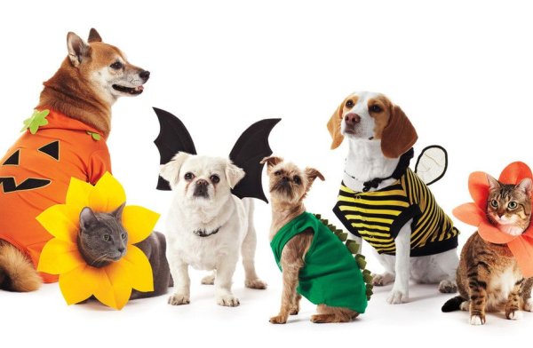 Зоотовары для животных