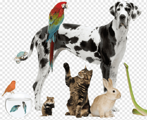 Зоомагазин животные