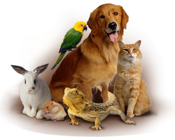 Зоомагазин животные