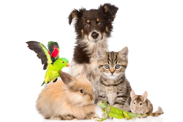 Домашние питомцы