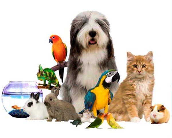 Домашние питомцы