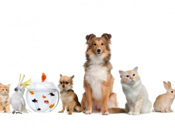 Домашние любимцы