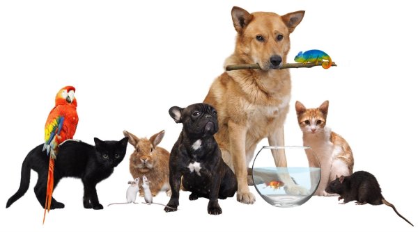 Домашние любимцы