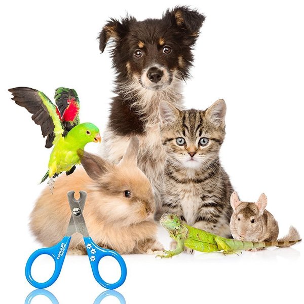 Зоотовары для животных