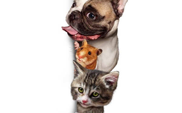 Зоотовары на белом фоне