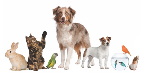 Зоотовары на белом фоне