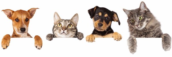 Котики и собачки