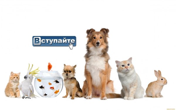 Зоомагазин питомец