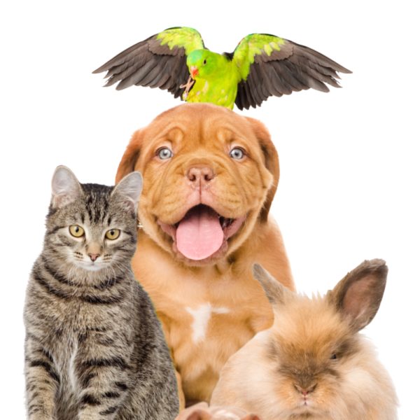 Домашние животные на белом фоне