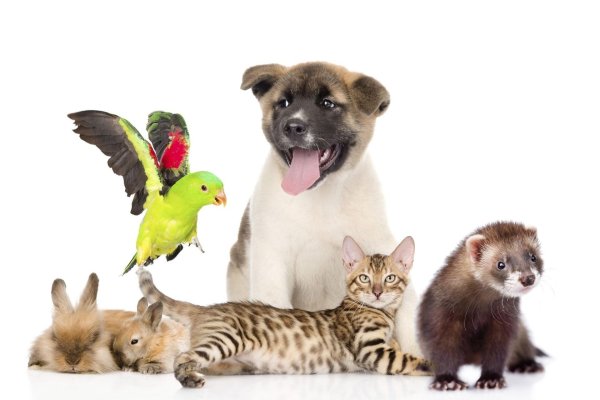 Домашние питомцы