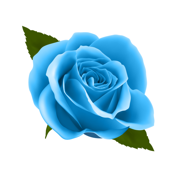 Синяя роза на белом фоне