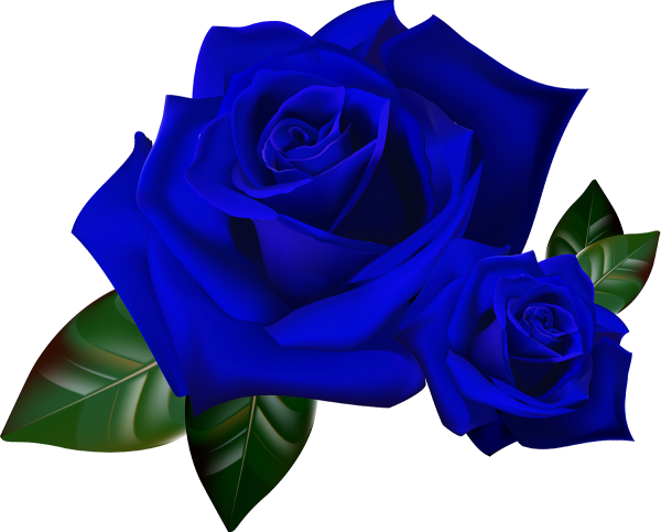 Синяя роза на белом фоне