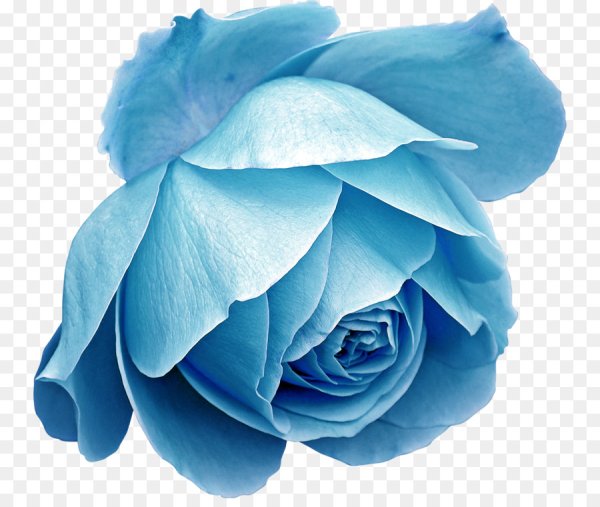 Голубые цветы на прозрачном фоне