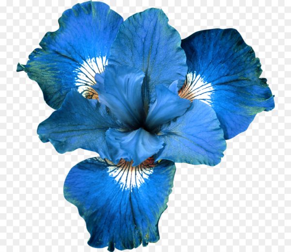 Голубые цветы