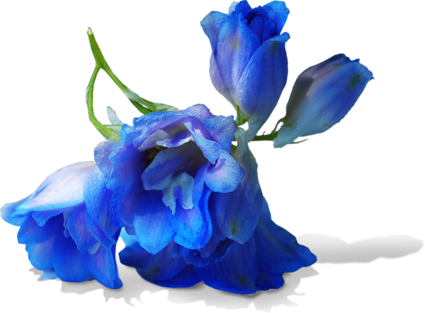 Цветы на прозрачном фоне