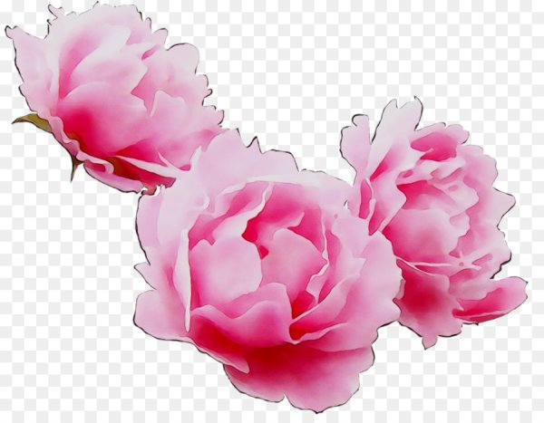 Розовые цветочки на прозрачном фоне