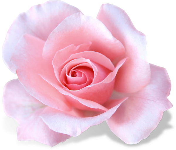 Розовые цветы на прозрачном фоне