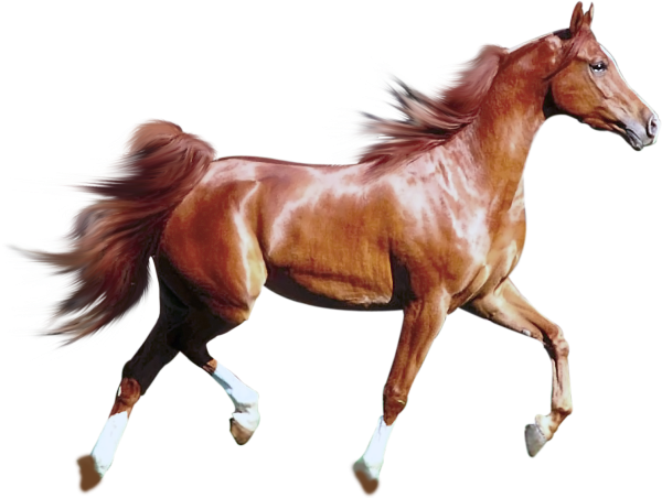 Лошадь на прозрачном фоне