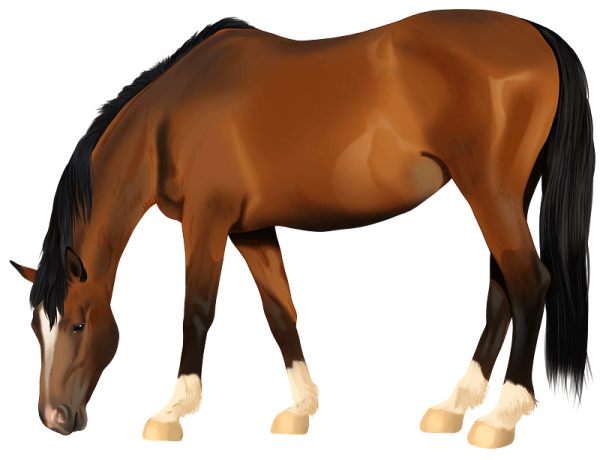 Лошадь клипарт
