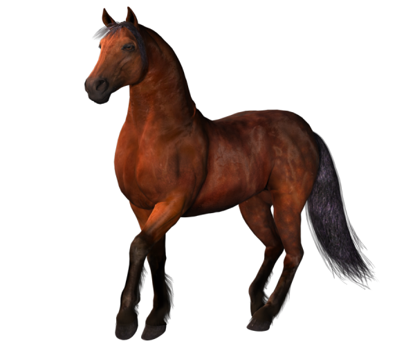 Лошадь на прозрачном фоне