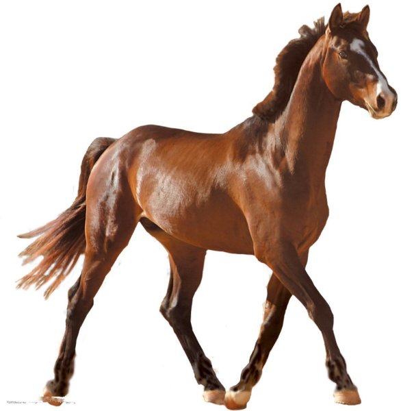 Лошадь на белом фоне