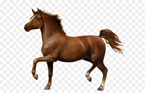 Лошадь для детей дошкольного возраста