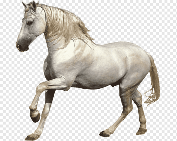 Лошадь на белом фоне