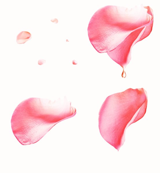 Розовые лепестки