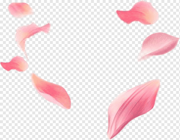 Текстура цветка лепестка