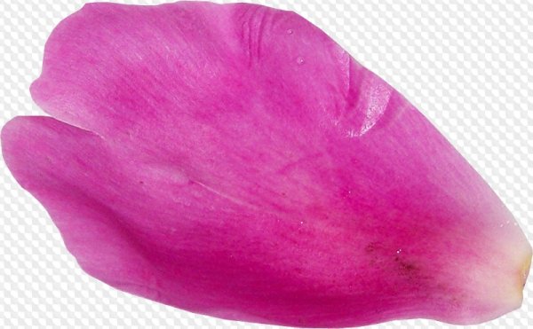 Розовые лепестки роз на прозрачном фоне