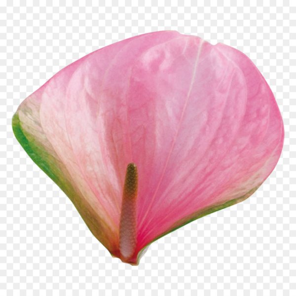 Лепестки роз