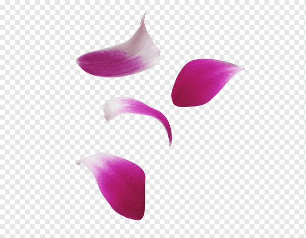 Лепесток тюльпана