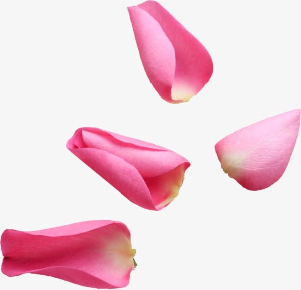 Лепестки роз жёлтые