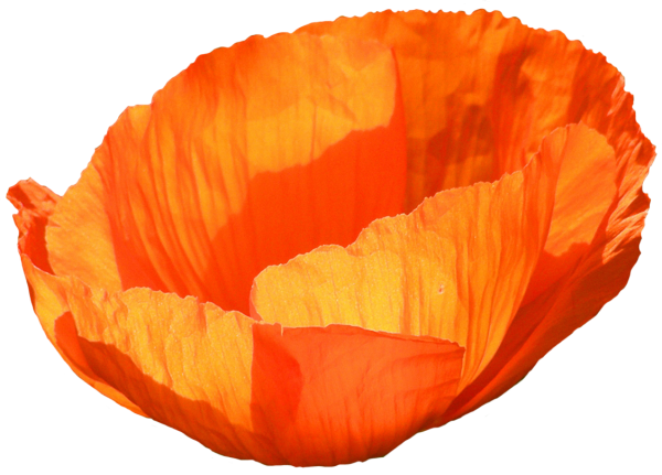 Лепестки роз