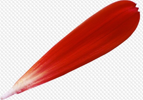 Прозрачные лепестки