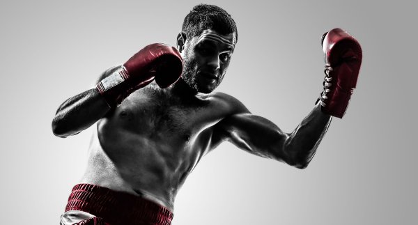 Боксер на белом фоне