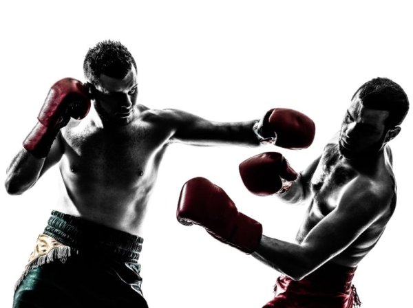 Боксеры дерутся
