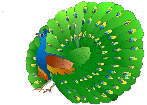 Павлин для детей