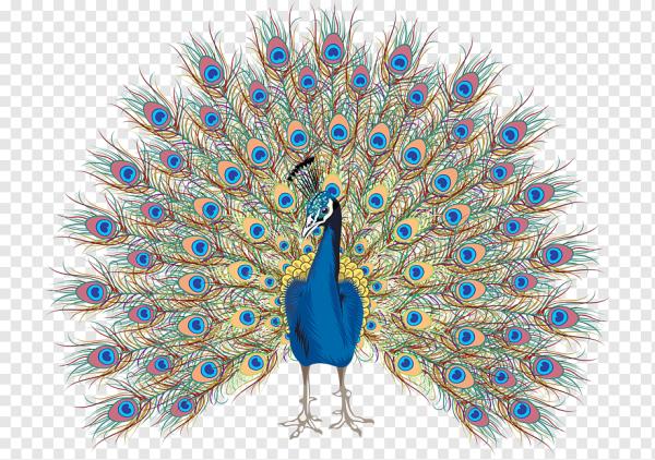 Иллюстрация павлина