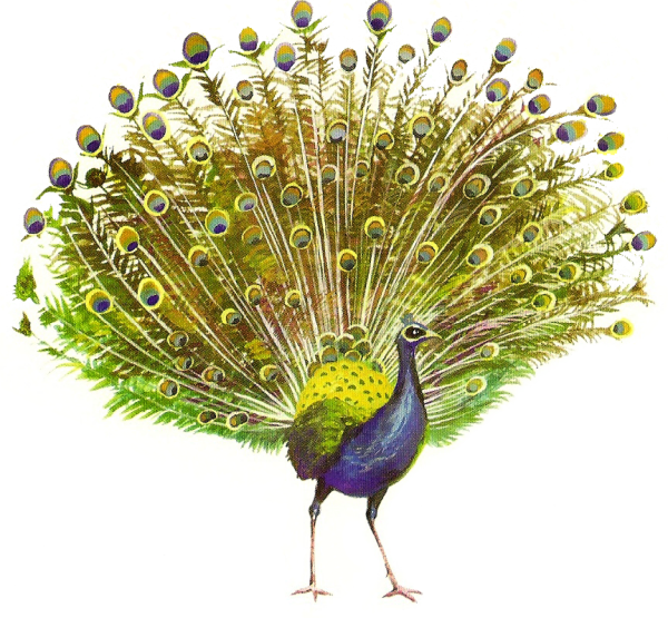 Павлин на прозрачном фоне