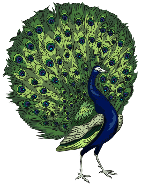 Павлин на белом фоне