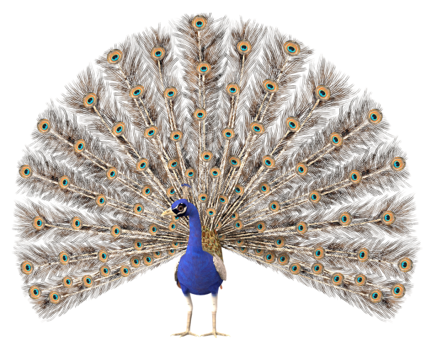 Белый Павлин