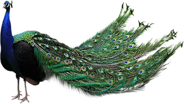 Павлин на белом фоне