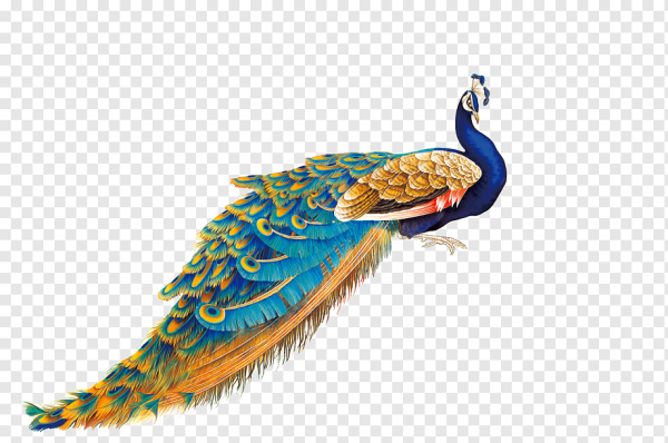 Павлин на белом фоне