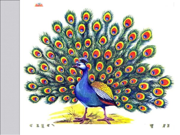 Павлин на белом фоне