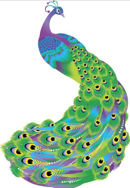 Павлин на белом фоне